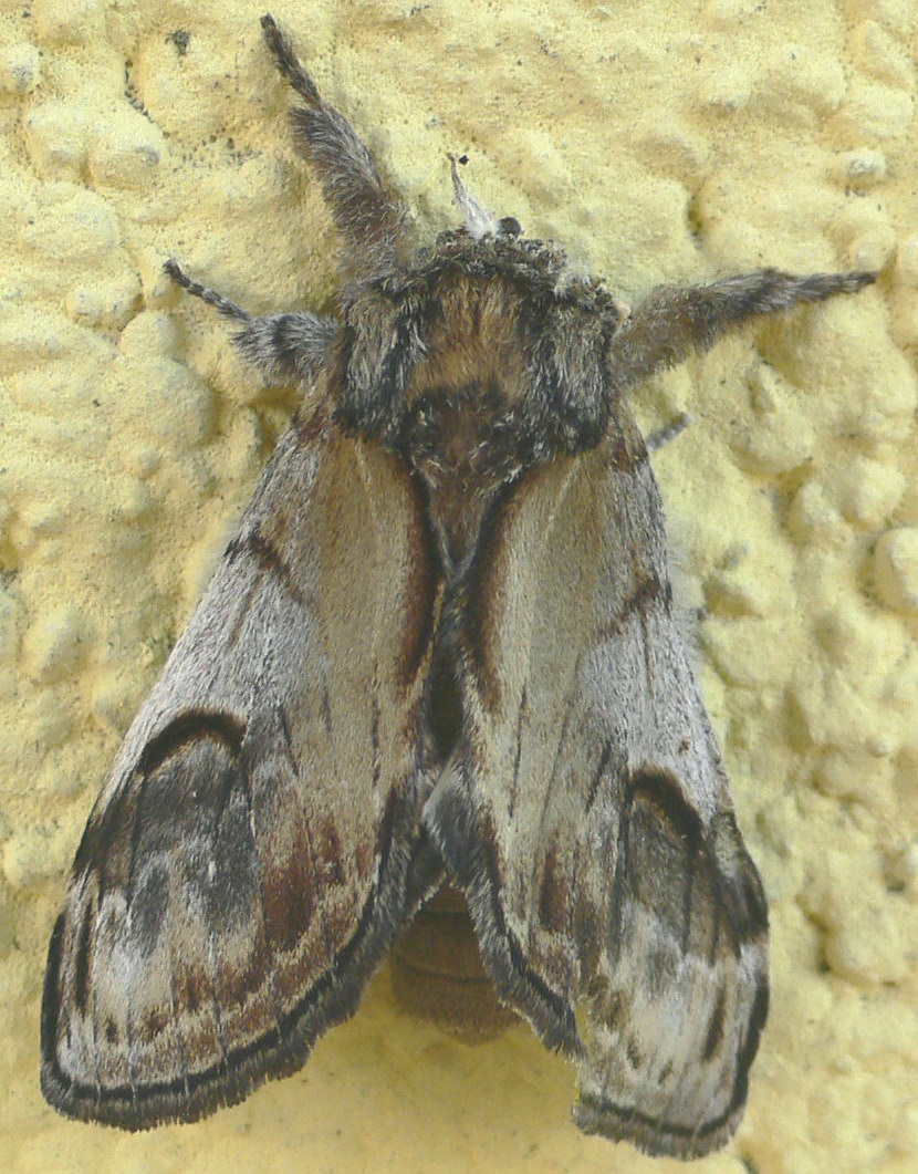 Id. falena - Notodonta ziczac